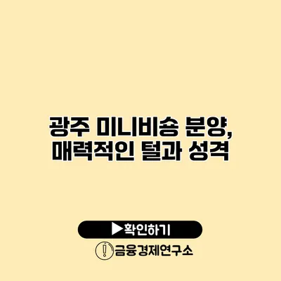 광주 미니비숑 분양, 매력적인 털과 성격