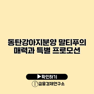 동탄강아지분양 말티푸의 매력과 특별 프로모션