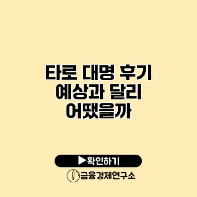 타로 대명 후기 예상과 달리 어땠을까?